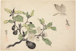 Aubergine met fruit en bloemen