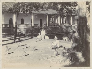 Indische mannen met aapjes op een erf aan een water, mogelijk in Surabaya