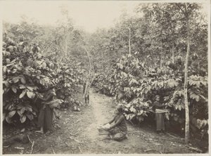 Vrouwen aan het werk op een plantage in Nederlands-Indië door Onnes Kurkdjian