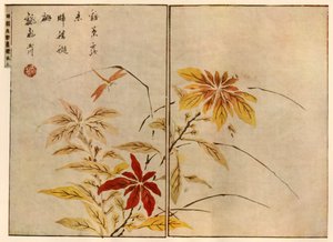 Libelle met planten, 1746, 1924