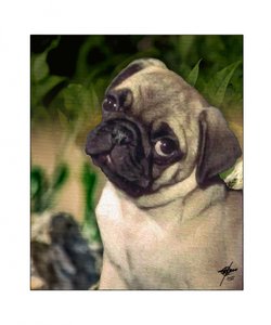 Nieuwsgierige mopshondpup door Osvaldo Russo