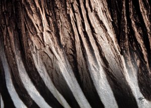 Zebrastreep-textuur door Osvaldo Russo