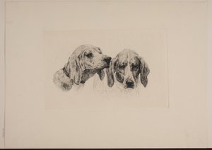 Twee hondenkoppen