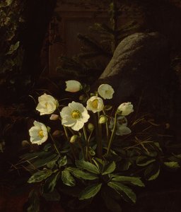 Helleborus in een rotstuin door Otto Didrik Ottesen