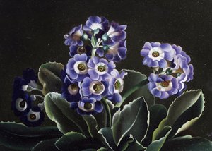  door Otto Didrik Ottesen