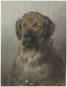 Kop van een Leonberger, van voren door Otto Eerelman
