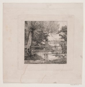 Wilgen bij een waterloop