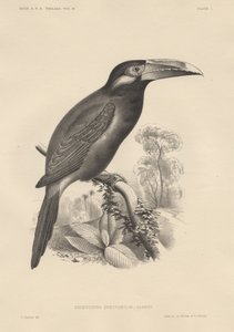 Selenidera Spectabilis, litho door Bowen und Co., 1850