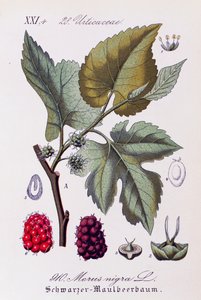 Bladeren en vruchten van de zwarte moerbei, kunstwerk door Otto Wilhelm Thome uit Flora von Deutschland, Osterreich und der Schweiz door Otto Wilhelm Thome