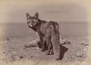 [Vos], 1886