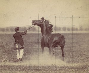 Paard, 1884 door Ottomar Anschütz
