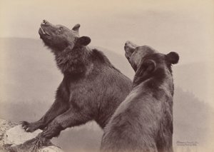[Twee Beren], 1889 door Ottomar Anschütz