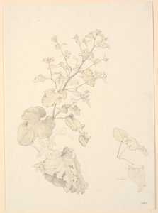 Zuringplanten