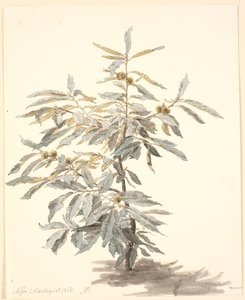 Studie van een kleine kastanjeboom door P.C. Skovgaard