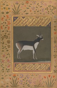 Zwarte Bok, Folio uit het Shah Jahan Album, recto: ca. 1615-20, verso: ca. 1530-50