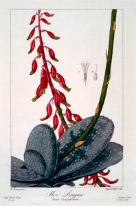 Aloe lingua, uitgegeven 1836