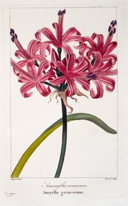 Amaryllis A. sarniensis, pub. 1836 door Panacre Bessa