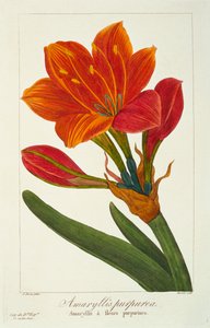 Amaryllis Purpurea, uitgegeven 1836