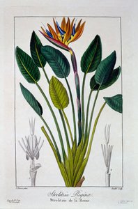 Paradijsvogel of Kraanvogelbloem, pub. 1836