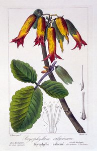 Bryophyllum calycinum, pub. 1836 door Panacre Bessa