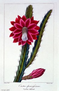 Cactus, uitgegeven 1836