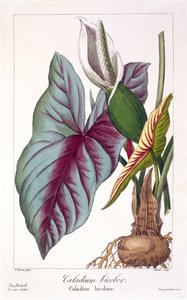 Caladium bicolor, uitgegeven 1836 door Panacre Bessa