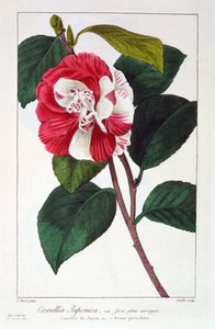 Camellia Japonica, pub. 1836