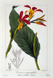 Canna of Indische Schietbloem, uitgegeven 1836
