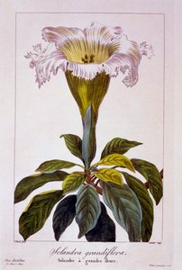 Kelkplant, pub. 1836 door Panacre Bessa