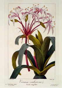 Crinum erubescens, pub. 1836 door Panacre Bessa