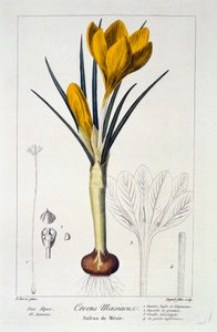 Crocus Maesiacus, 1836 door Panacre Bessa