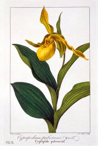 Cypripedium, pub. 1836
