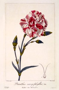 Dianthhus caryophyllus, pub. 1836