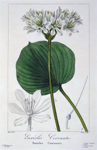 Euricles coronata, pub. 1836
