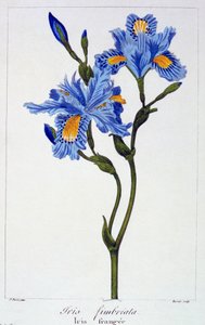 Franje Iris, pub. 1836 door Panacre Bessa