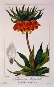 Fritillaria imperialis, uitgegeven 1836 door Panacre Bessa