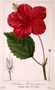 Hibiscus: H. rosa-sinensis