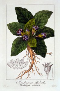 Mandragora: Mandragora officinarum, pub. 1836
