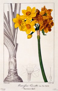 Narcissus Tazetta, pub. 1836 door Panacre Bessa