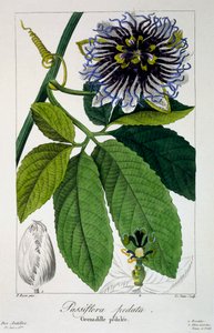 Passiflora pedata of Passiebloem