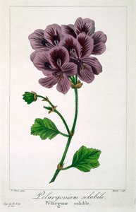 Pelargonium door Panacre Bessa