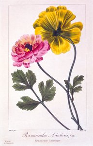 Perzische boterbloem, pub. 1836