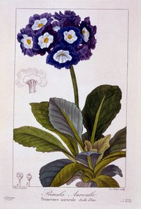 Primula auricula, uitgegeven 1836 door Panacre Bessa