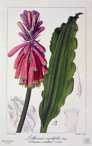 Veltheimia viridifolia door Panacre Bessa