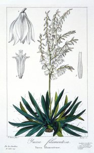 Yucca filimentosa door Panacre Bessa