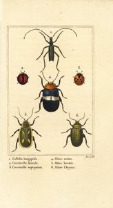 Callidium longipes, lieveheersbeestjes, Jauravia dorsalis, Coccinella septempunctata, vlooienkevers, Altica cincta, Altica emarginata, en Altica chrysis
