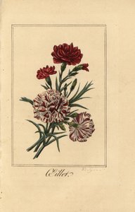 Anjer of kruidnagelroze, olieplant, Dianthus caryophyllus