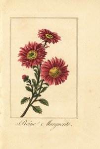 Chinese aster, reine marguerite, Callistephus chinensis door Pancrace (after) Bessa