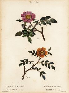 Hondsroos, Rosa canina, Rosier des chiens, en kleinbladige zoete-briar, Rosa sepium, Rosa agrestis, Rosier des haies door Pancrace (after) Bessa