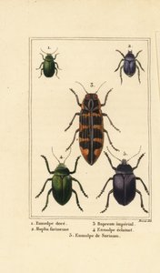 Hondsdraf kever, Chrysochus auratus, Hoplia argentea, banksia juweelkever, Cyrioides imperialis, Eumolpus fulgidus, en Eumolpus surinamensis